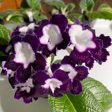 LE Violetta
