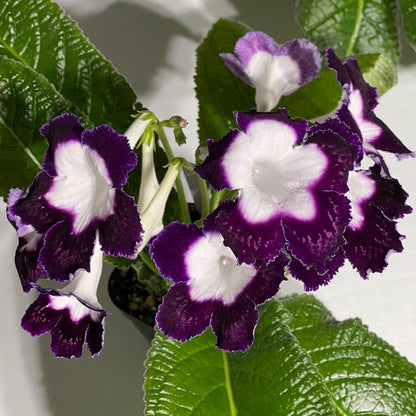 LE Violetta