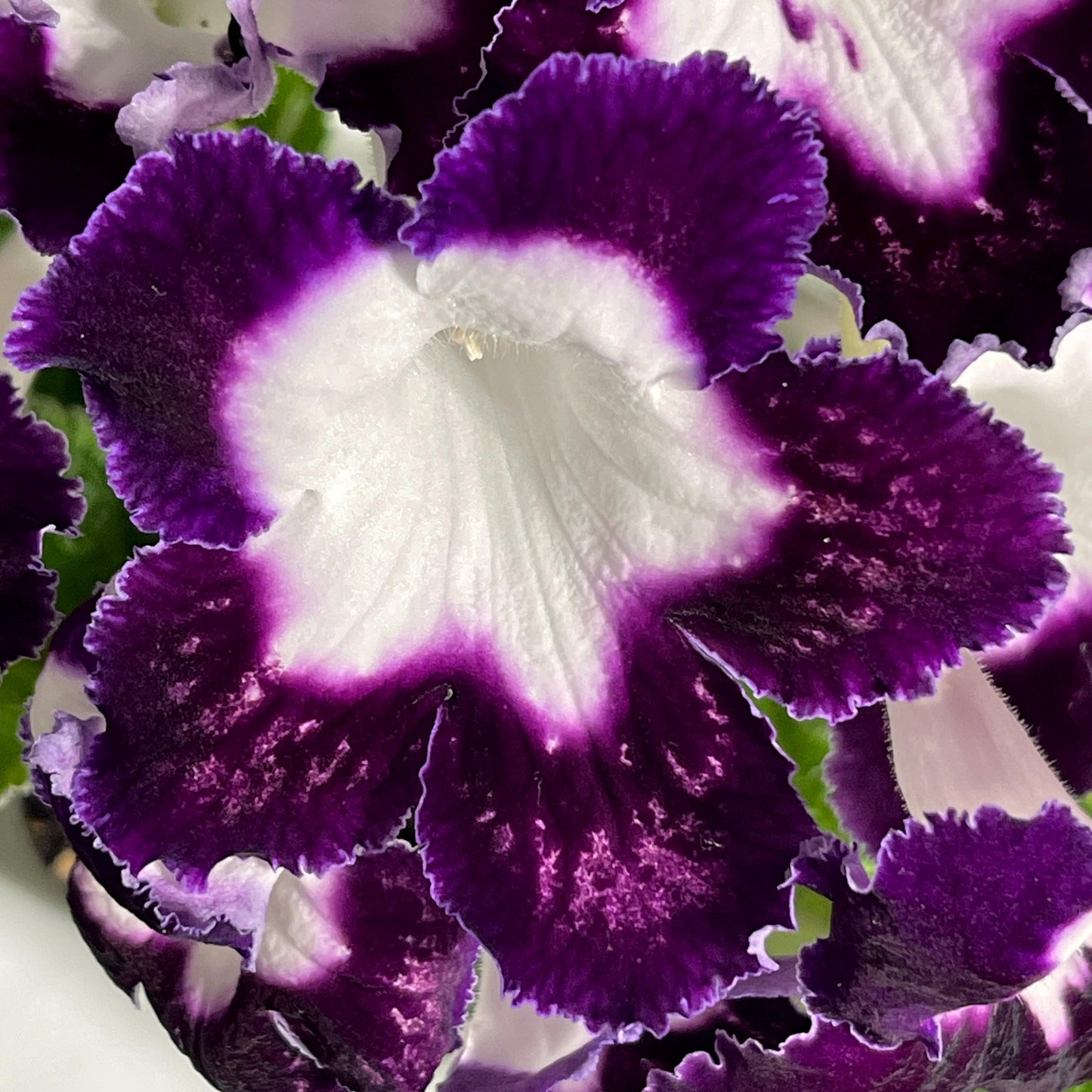 LE Violetta
