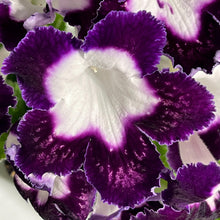 LE Violetta