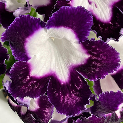 LE Violetta