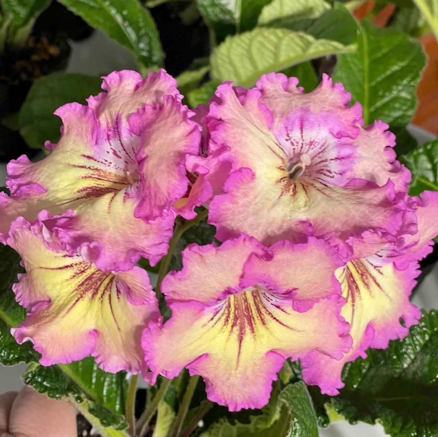 Rays of Sunshine