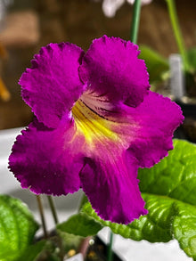 BB Hawaiian Ways 1893