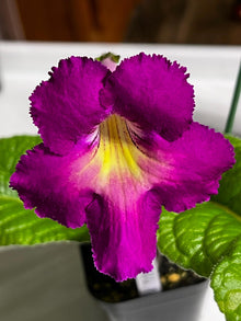 BB Hawaiian Ways 1893