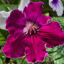 BB 1297