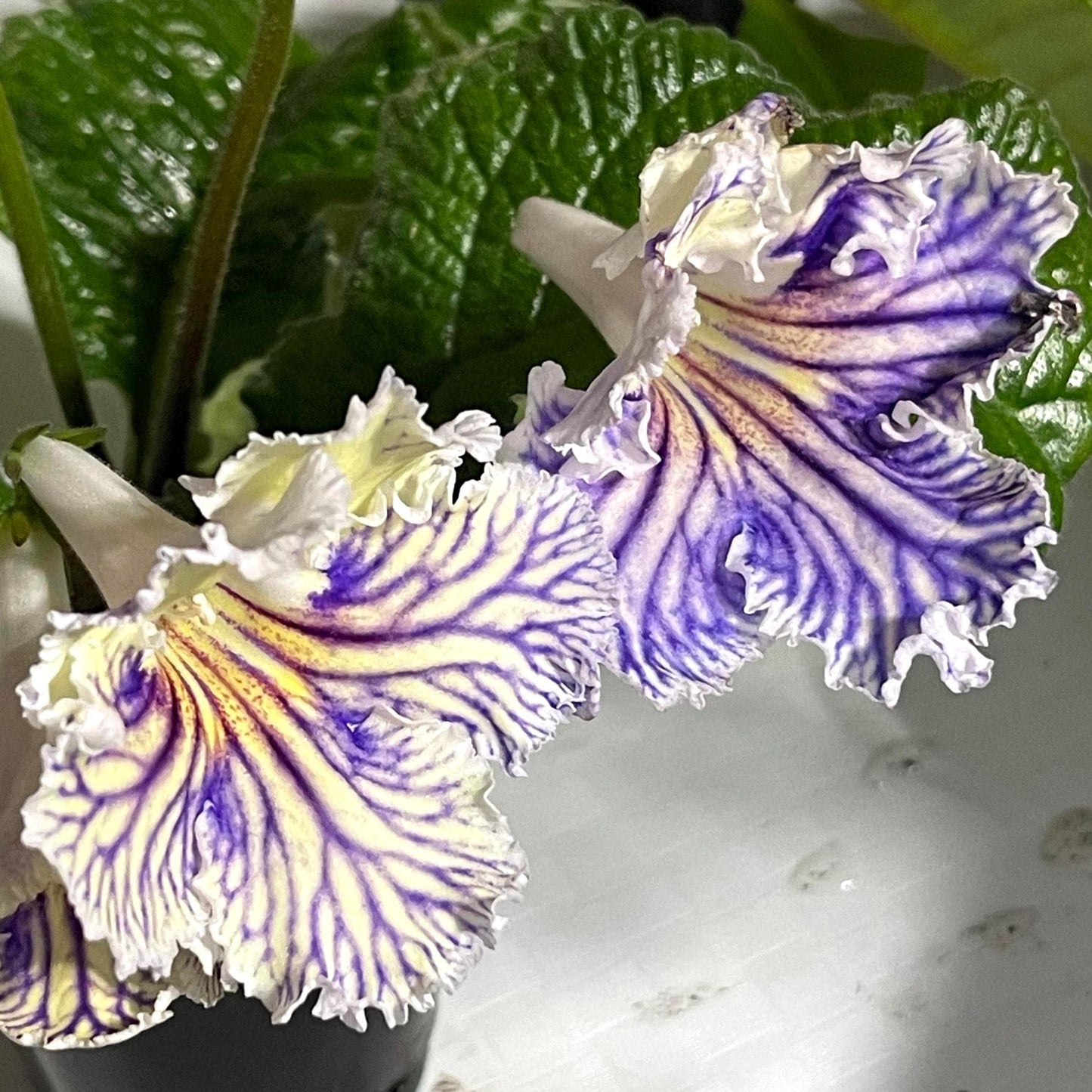 BB Vivid Tigress 1867