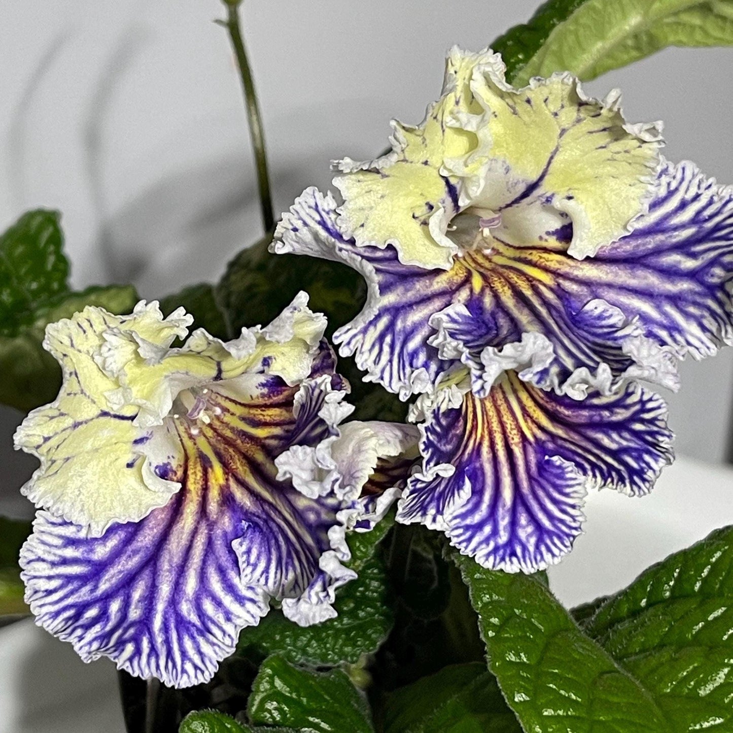 BB Vivid Tigress 1867