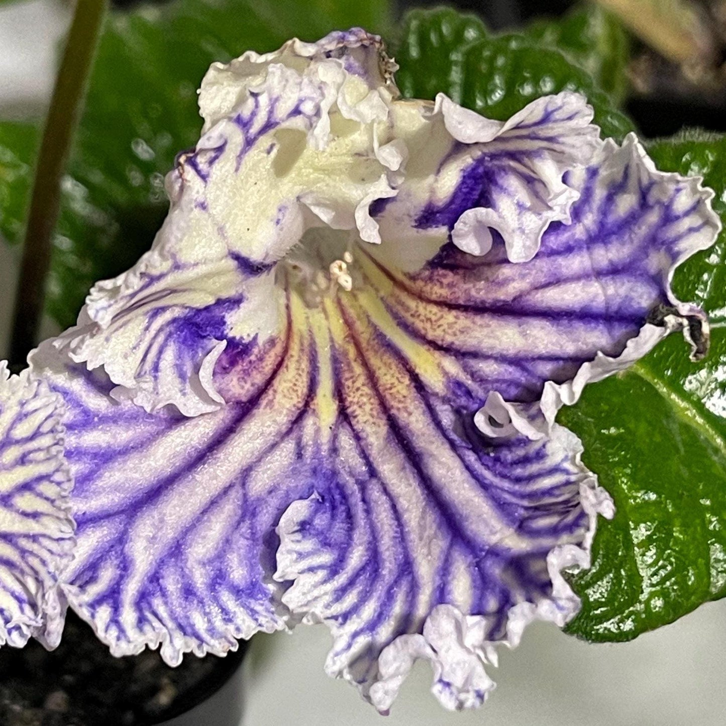 BB Vivid Tigress 1867