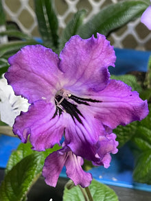 BB 1003