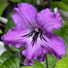 BB 1003