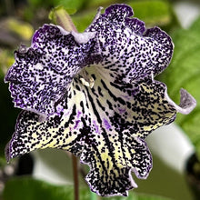 BB Celestial Beauty 1845