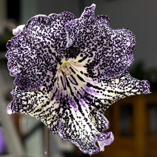 BB Celestial Beauty 1845