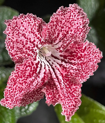 BB 1573
