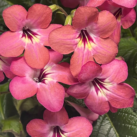 Streptocarpus Salmon Sunset 1