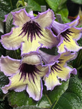 Streptocarpus MK Tropicheskoe Solntse 3