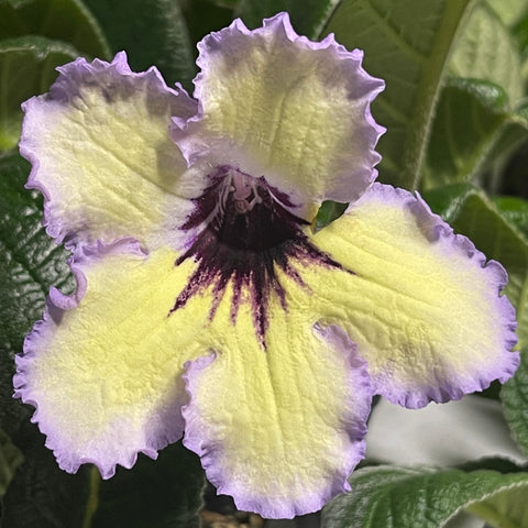 Streptocarpus MK Tropicheskoe Solntse 1