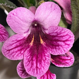 Streptocarpus Bristol's Sally Mander 3
