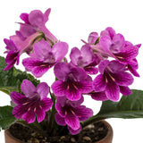 Streptocarpus Bristol's Sally Mander 5