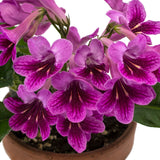 Streptocarpus Bristol's Sally Mander 6