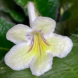 Streptocarpus Bristol's Zesty Lemon 1