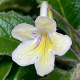 Streptocarpus Bristols Zesty Lemon 2