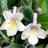 Streptocarpus Bristols Zesty Lemon 3