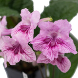 Streptocarpus Elizabeth 2