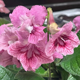 Streptocarpus Elizabeth 1