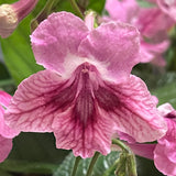 Streptocarpus Elizabeth 3