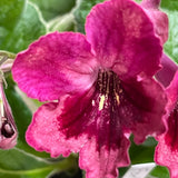 Streptocarpus Forbidden Fruit 2