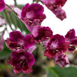 Streptocarpus Forbidden Fruit 5