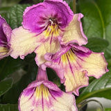Streptocarpus Holka 2