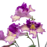 Streptocarpus Holka 1