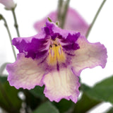 Streptocarpus Holka 3