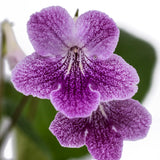 Streptocarpus Ladyslippers Strawberry Ice 2