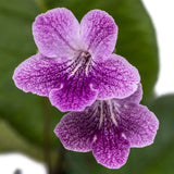 Streptocarpus Ladyslippers Strawberry Ice 3