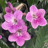 Streptocarpus Ladyslippers Strawberry Ice 4