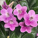 Streptocarpus Ladyslippers Strawberry Ice 1