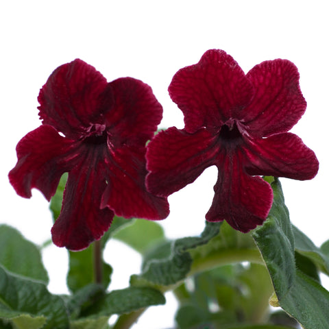 Streptocarpus Midnight Flame 1