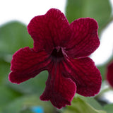 Streptocarpus Midnight Flame 2