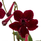 Streptocarpus Midnight Flame 3