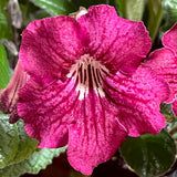 Streptocarpus Neil's Strawberry 3