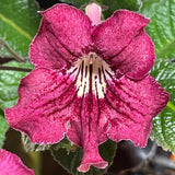 Streptocarpus Neil's Strawberry 1