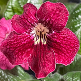 Streptocarpus Neil's Strawberry 2