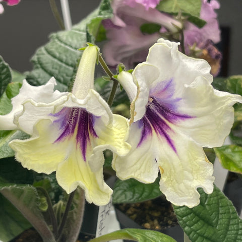 Streptocarpus PK Tristan 1