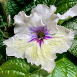 Streptocarpus PK Tristan 2