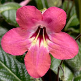 Streptocarpus Salmon Sunset 2
