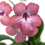 Streptocarpus Salmon Sunset 3