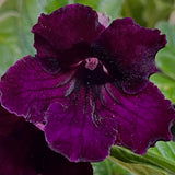 Streptocarpus Sangria 2
