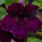 Streptocarpus Sangria 1